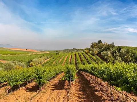 Finca rústica en calle Viñas, nº Cariñena